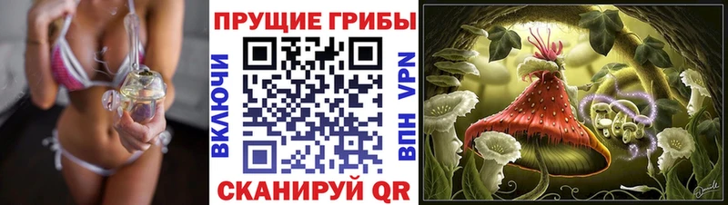 мега как зайти  Пойковский  Псилоцибиновые грибы мицелий 